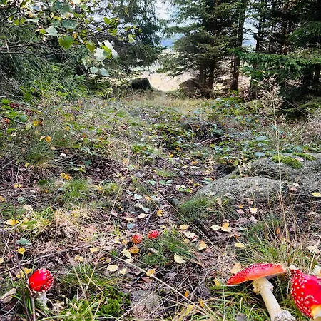 Villa Carlshaus - Luxus Hideaway Im Harz *