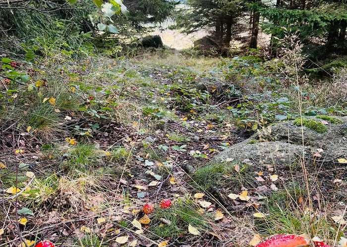 Vila Carlshaus - Luxus Hideaway Im Harz *